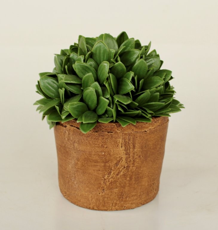 Small Boxwood In Brown Cement Pot